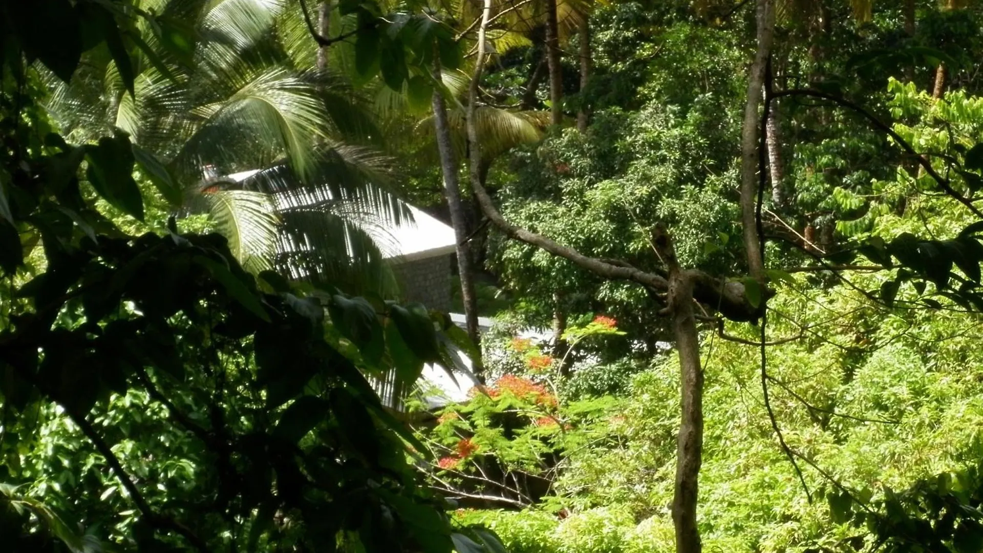 Citrus Creek Plantation Villa La Plaine Dominica